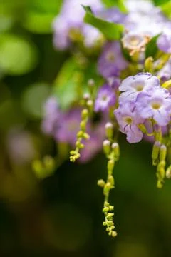 Macro on Flower Stock-Fotos