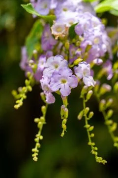 Macro on Flower Stock Photos