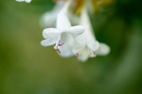 Macro on Flower Foto stock