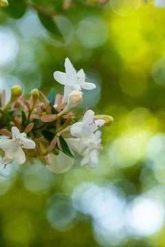 Macro on Flower Stock Photos