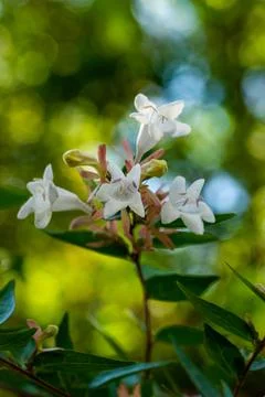 Macro on Flower Stock Photos