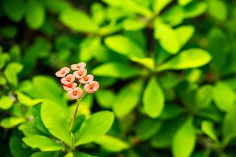 Macro on Flower Stock Photos