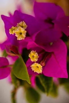 Macro on Flower Stock Photos