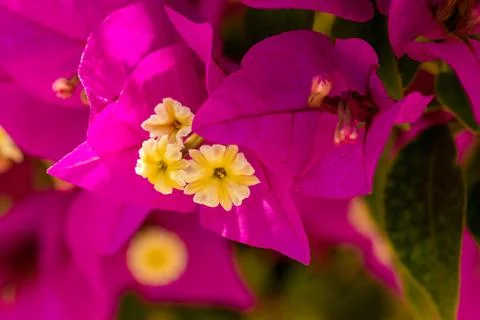 Macro on Flower Stock Photos