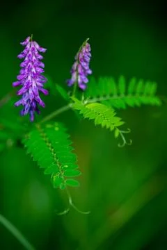 Macro on Flower 스톡 사진