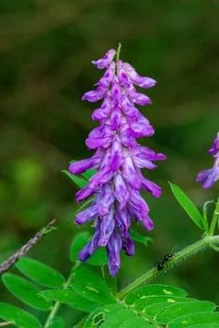 Macro on Flower Foto stock