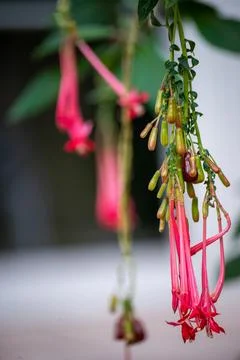 Macro on Flower Foto stock