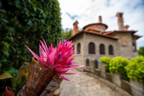 Macro on Flower Stock Photos