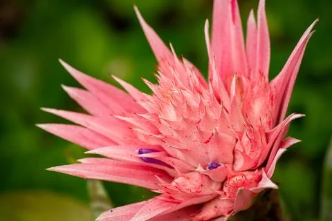 Macro on Flower 库存照片