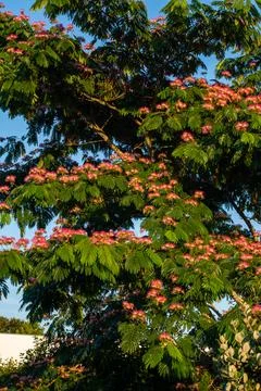 Macro on Flower Stock Photos