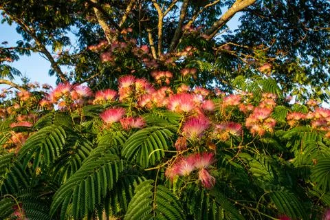 Macro on Flower Foto stock