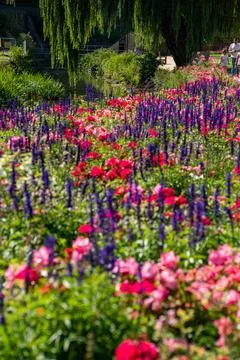 Macro on Flower Stock Photos