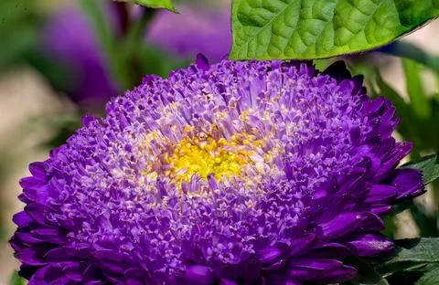 Macro on Flower Stock Photos