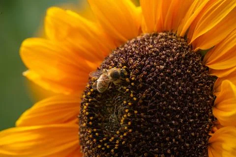 Macro on Flower Foto stock