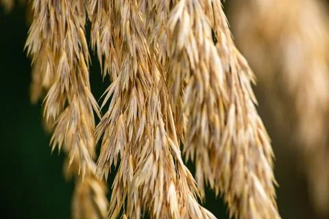 Macro on Flower Stock Photos