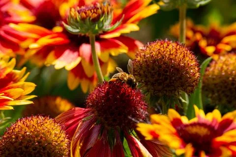 Macro on Flower Stock Photos