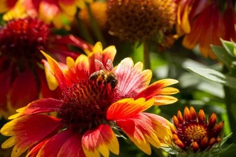 Macro on Flower Stock Photos