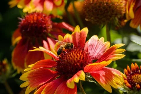 Macro on Flower Stock Photos