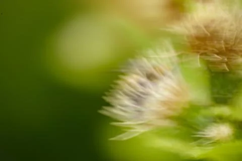 Macro on Flower Stock Photos