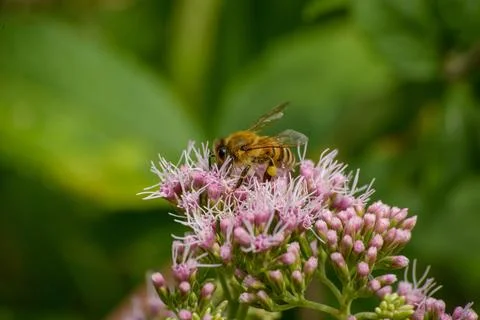 Macro on Flower Stock Photos