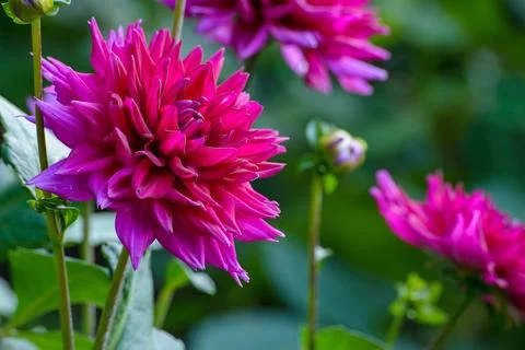 Macro on Flower Stock Photos