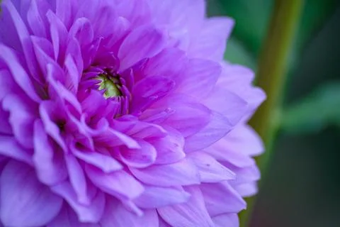 Macro on Flower Foto stock