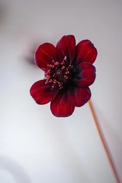 Macro on Flower Stock Photos