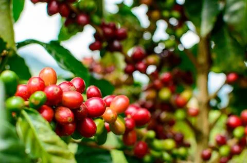 Macro on Flower Stock Photos