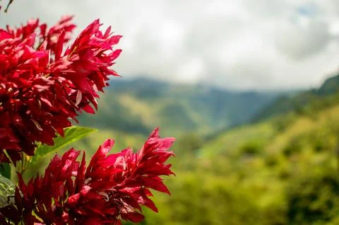 Macro on Flower Stock Photos