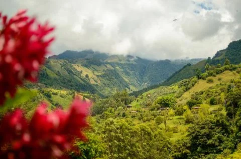 Macro on Flower Stock Photos