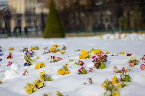 Macro on Flower Stock Photos