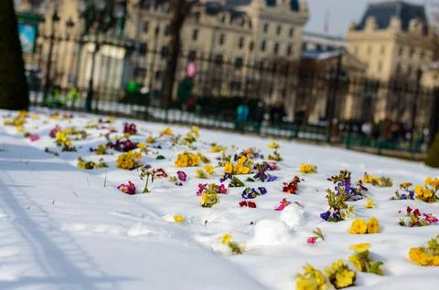 Macro on Flower Stock Photos