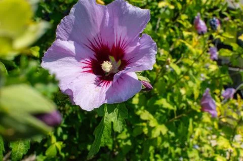 Macro on Flower Stock Photos