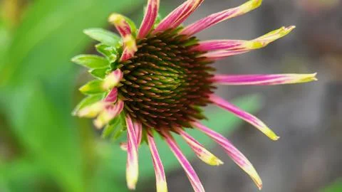 Macro flower Stock Photos