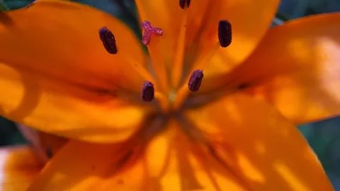 Macro flower Stock Photos