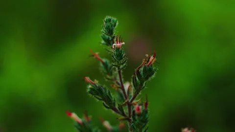 Macro of flower, plant moved by wind Stock Footage 136930350