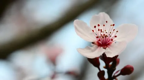 Macro flower plum Stock Footage 21910405