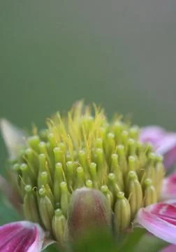 Macro flower pollen Foto stock