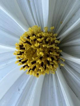 Macro Flower Shot Stock Photos