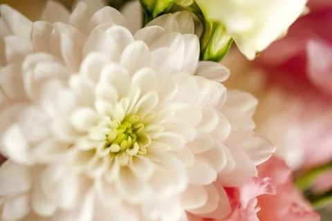 Macro flower with space for copy, greeting card with flowers close-up. Stock Photos