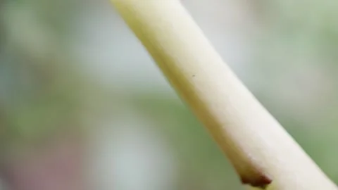 Macro Flower Stem to Petal Motion Soft Abstract Nature Background Stock Footage 333083336