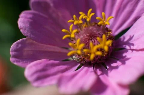 Macro flower in the sunlight Stock Photos