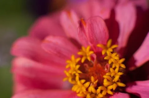 Macro flower in the sunlight Stock Photos