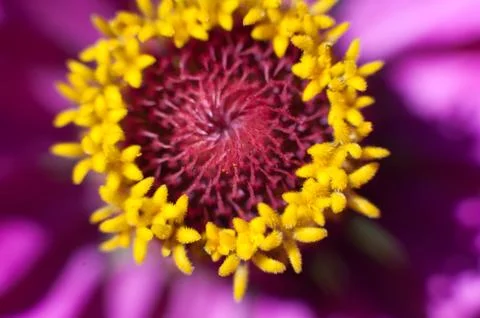 Macro flower in the sunlight Foto stock