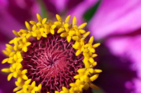 Macro flower in the sunlight Stock Photos