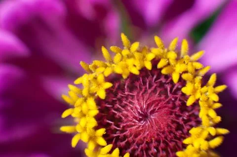 Macro flower in the sunlight Foto stock