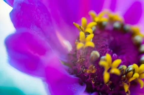 Macro flower in the sunlight Stock Photos