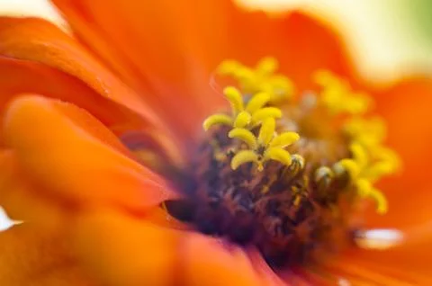 Macro flower in the sunlight Stock Photos