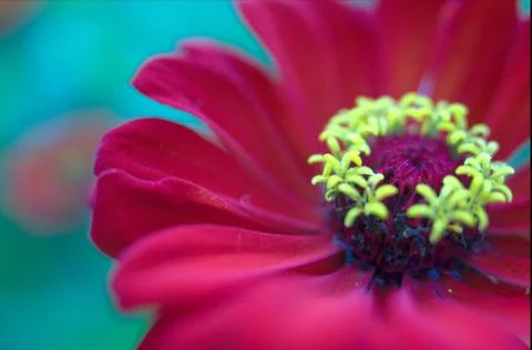 Macro flower in the sunlight Stock Photos