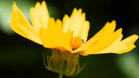 Macro Flower Time-lapse with active bee Stock Footage 112301744